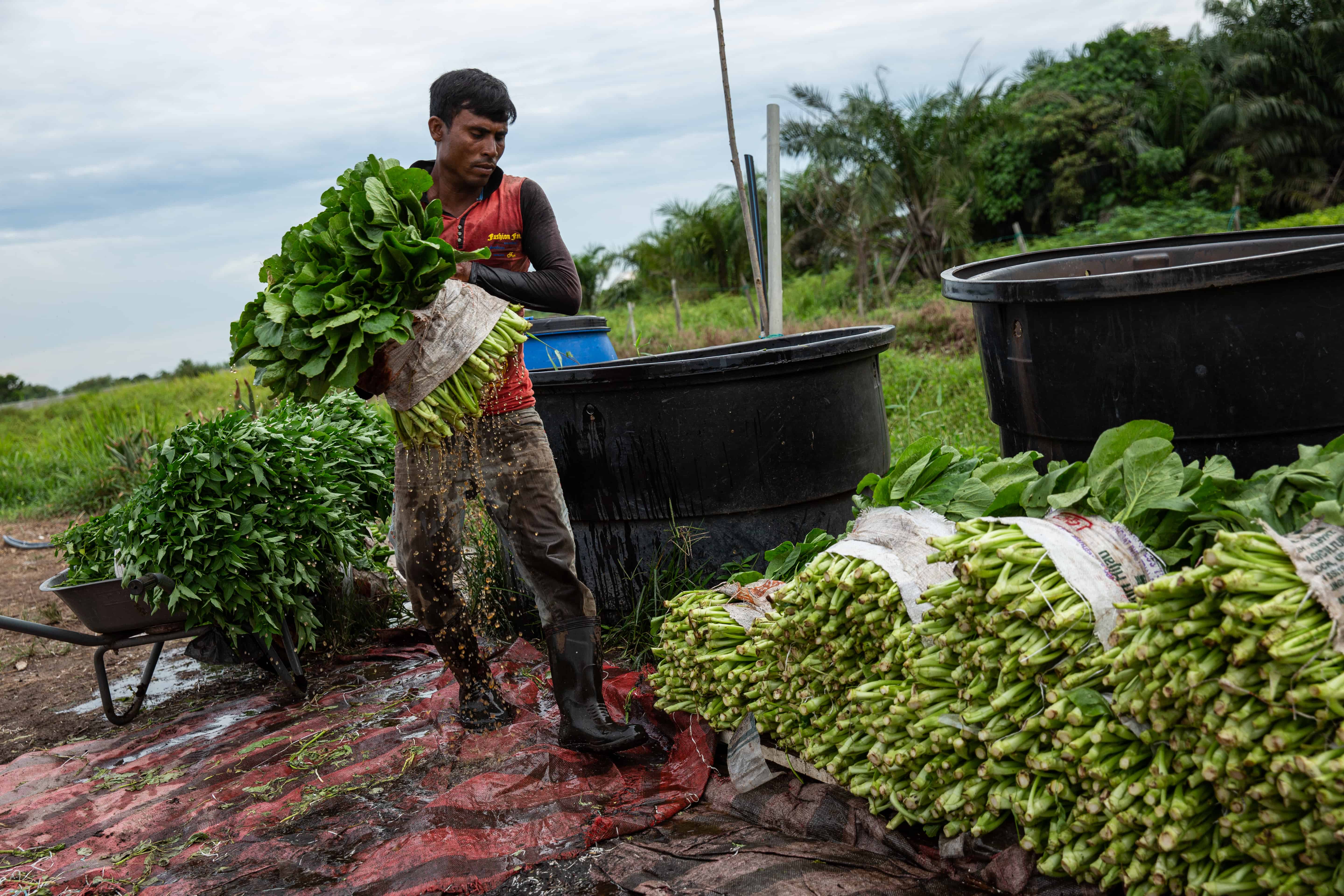 A Rohingya farm worker in Banding, Kuala Lumpur, April 2019. © ARNAUD FINISTRE