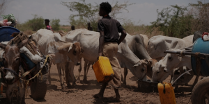 Drought and displacement push millions to the brink in Somalia and Ethiopia’s Somali Region
